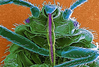 网易《射雕》PC配置需求公布 明年1月开启删档测试